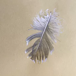 Discarded Feather